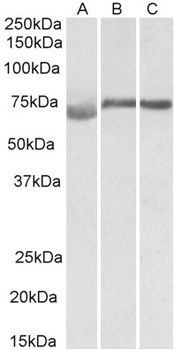 FUT2 Antibody