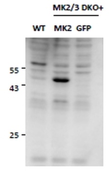 MK5 / MAPKAPK5 Antibody