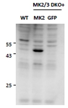 MK5/MAPKAPK5 Antibody