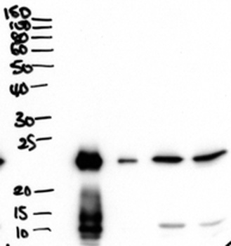 Crot Antibody