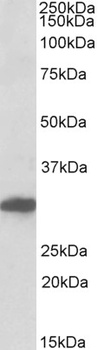 Dvl1 Antibody
