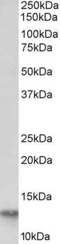 PEX6 Antibody