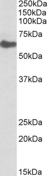 sialin / SLC17A5 Antibody
