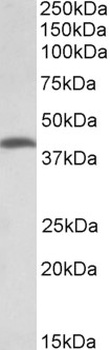 Glycine receptor, alpha 1 Antibody