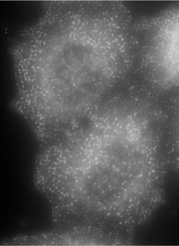 PYROXD1 Antibody