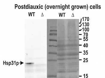 DNAJC5G Antibody