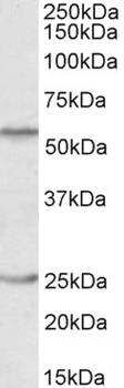 AP2A1 Antibody