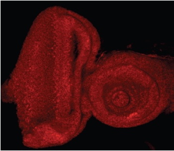 COPA Antibody