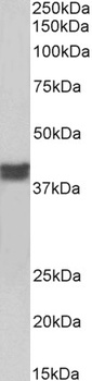 ZBTB24 Antibody