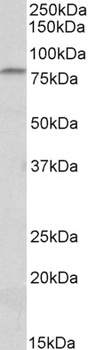 Fgf14 Antibody