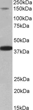 ENC1 Antibody