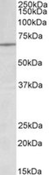 Lamin B1, Antibody