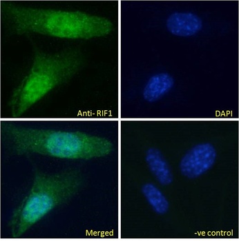 MEX3C Antibody