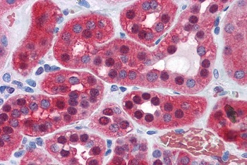GPI / Neuroleukin Antibody