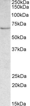 EHD2 Antibody