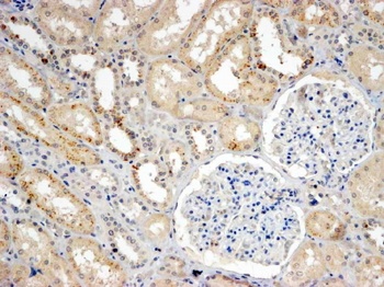 SNX8 Antibody