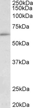 CLU Antibody