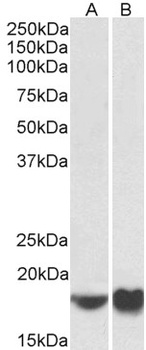 Nsg1 Antibody