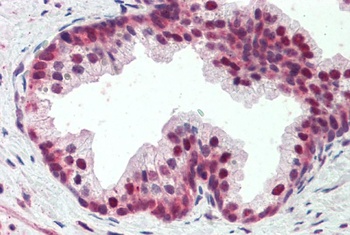 SYT9 Antibody