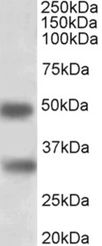 RIF1 Antibody