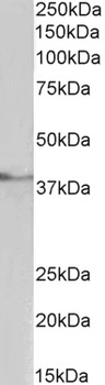 P2rx4 Antibody