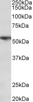 SFTPA1 Antibody
