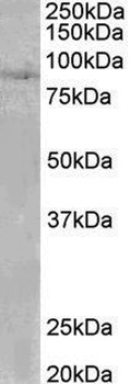 PI15 Antibody