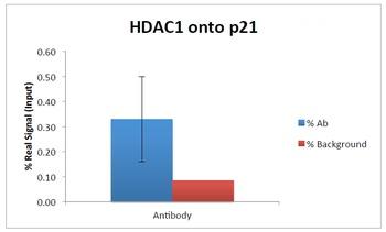 DBH Antibody