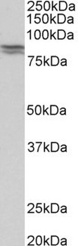 C16orf57 Antibody