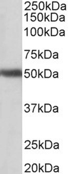 PCDH17 Antibody