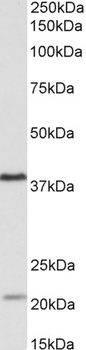Nprl3 Antibody