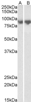 SLC47A2 Antibody