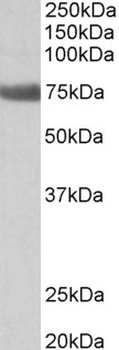 SYNGAP1 Antibody