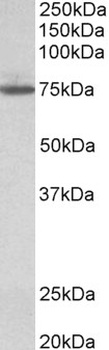 TGM3 Antibody