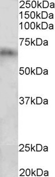 CRLS1 Antibody