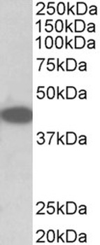 Vipr1 Antibody