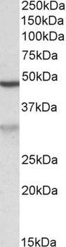 APOBEC3D Antibody
