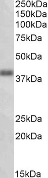 ERO1L Antibody