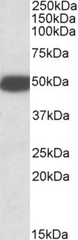 MOB2 Antibody