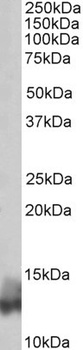 MYO5A Antibody