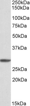 EFNB2 Antibody