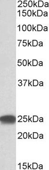 HCN3 Antibody