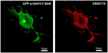 Pex1 Antibody