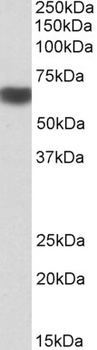 SRGAP2 Antibody