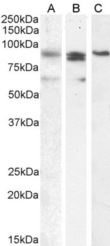 GPR17 Antibody