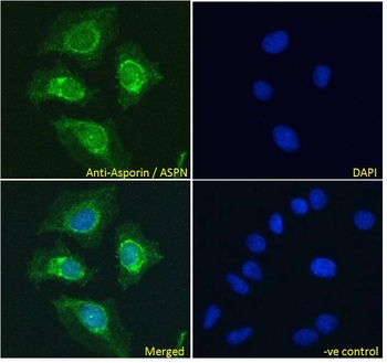 ASPN Antibody