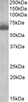 Ascl3 Antibody