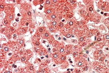NEK7 Antibody
