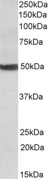 ERV3 Antibody