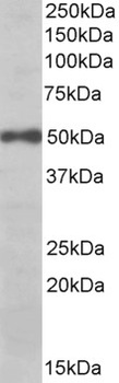 GNB3 Antibody